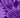 Purple Swatch